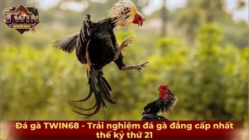 Đá gà TWIN68